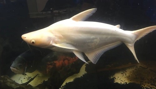 albino-iridescent-shark