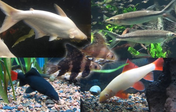 freshwater-sharks