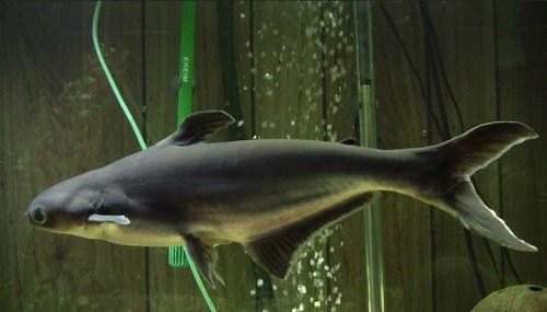iridescent-shark