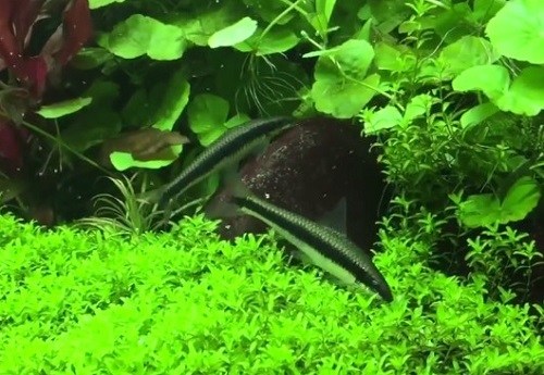 siamese-algae-eater