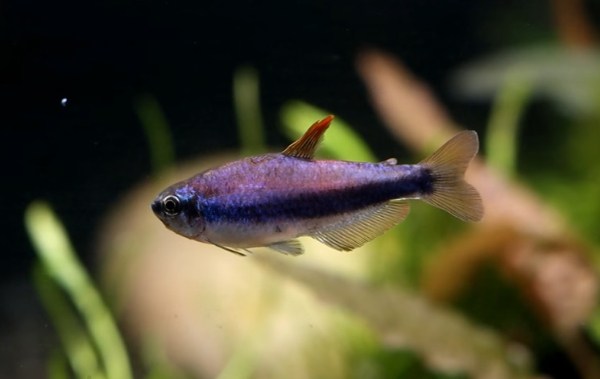 Blue Emperor Tetra