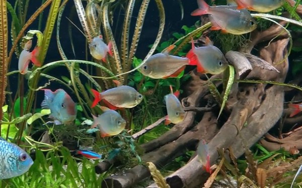 Columbian Tetra