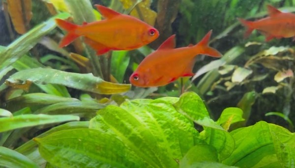 Red Cherry Tetras