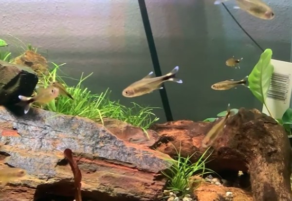Silvertip tetra