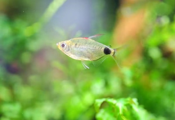 african-moon-tetra