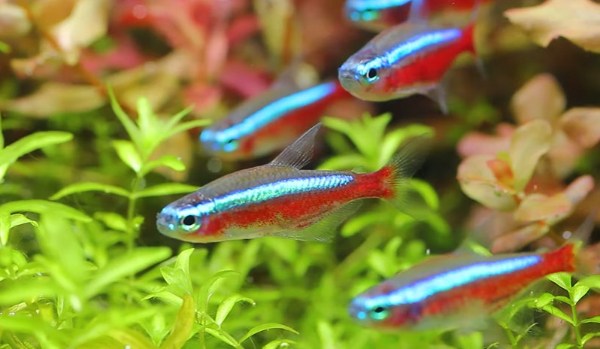 cardinal-tetra-10