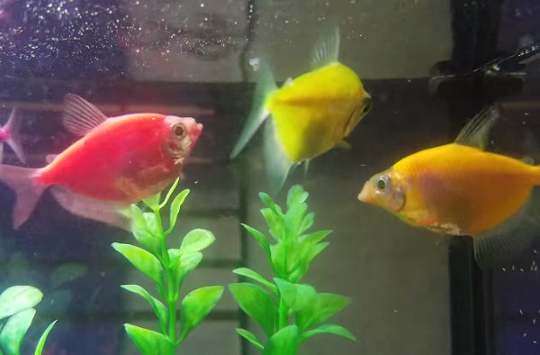 glosfish