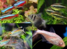 tetra species