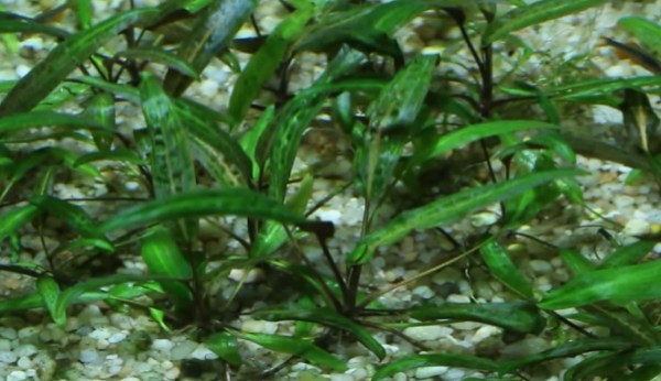Cryptocoryne affinis