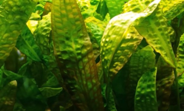 Cryptocoryne hudoroi