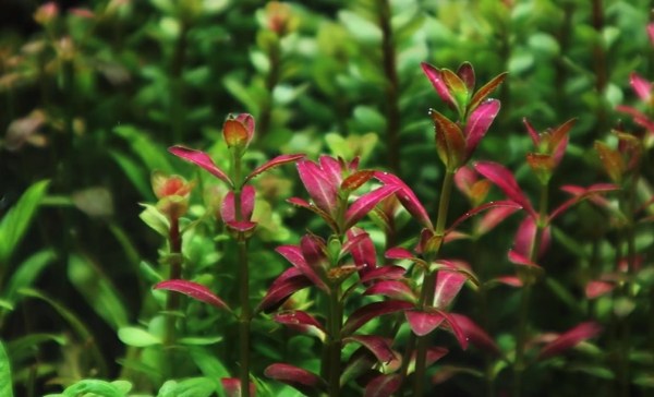 Rotala Ramosior