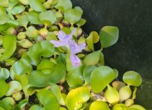Water Hyacinths