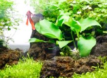 anubias-golden