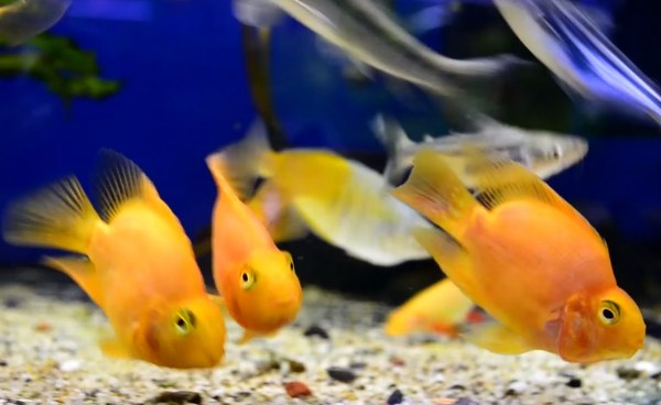 cichlid-1
