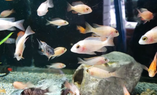 cichlid