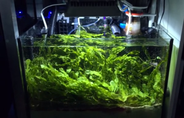 refugium (2)